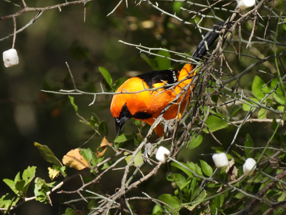 Altamira Oriole - ML646134489
