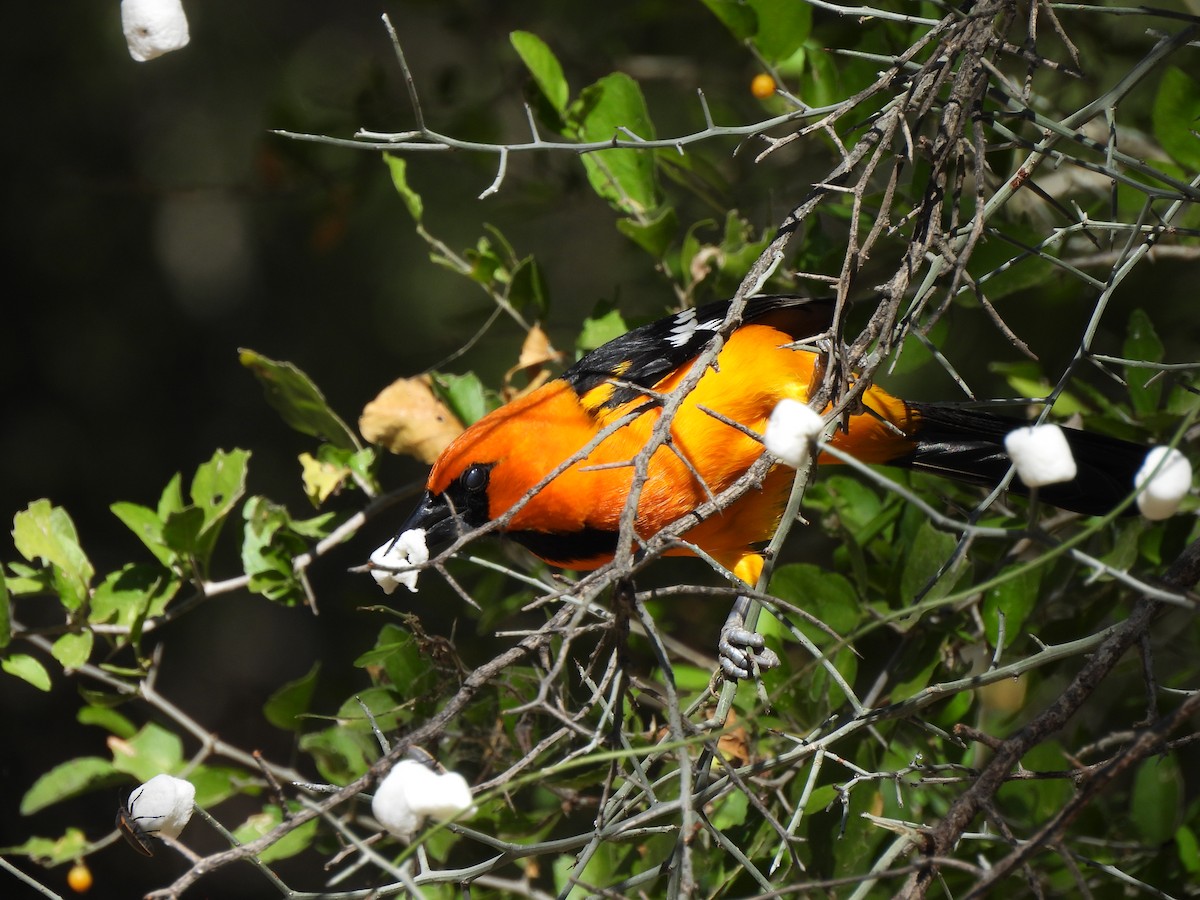Altamira Oriole - ML646134490