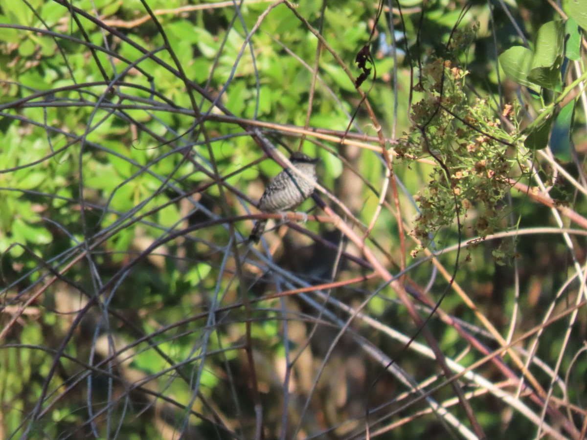 Bindenameisenwürger - ML646134491