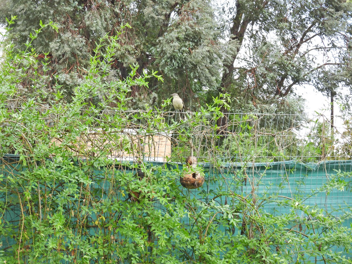 drozdec bělobrvý - ML646134492