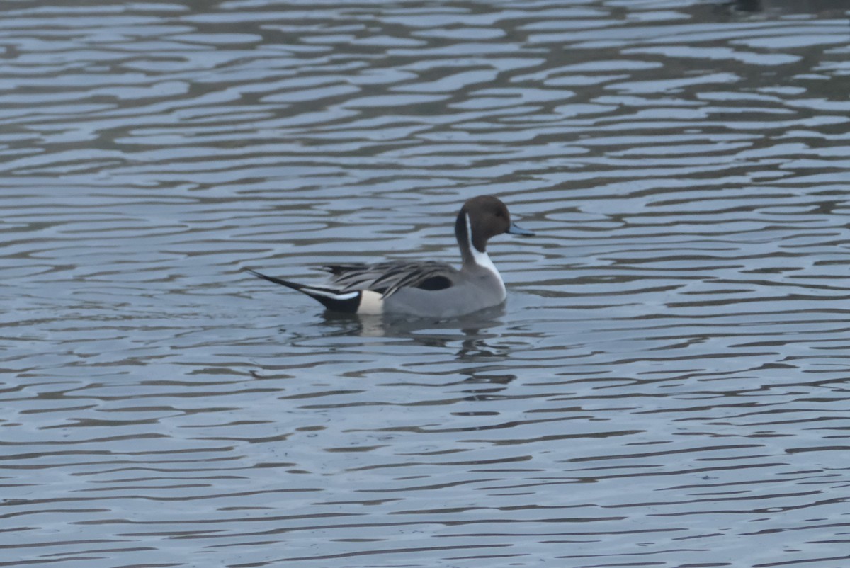 Northern Pintail - ML646134498