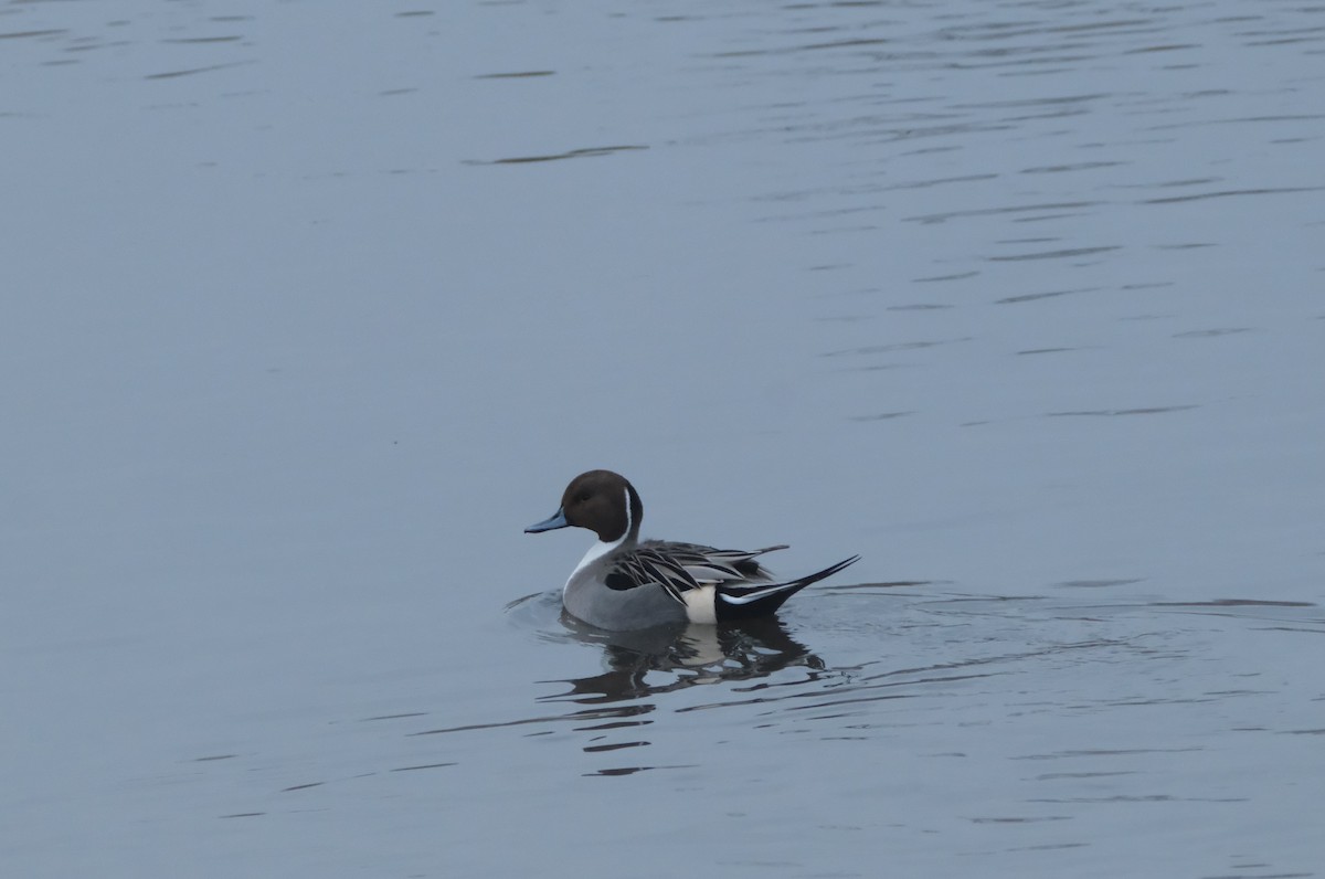 Northern Pintail - ML646134499