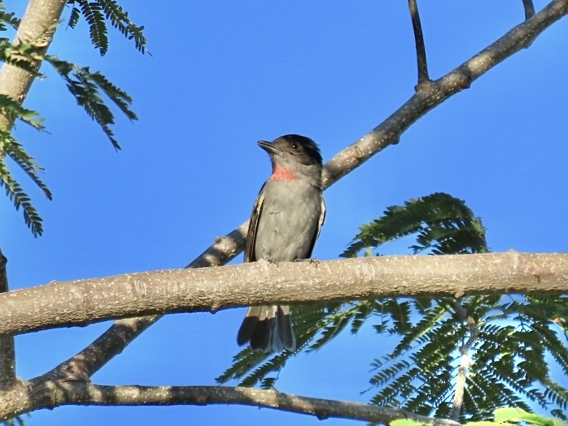 Rose-throated Becard - ML646134502