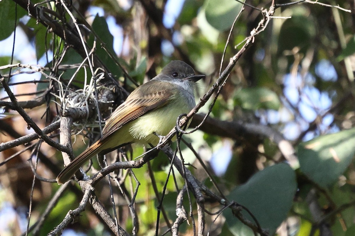 Dusky-capped Flycatcher - ML646134503