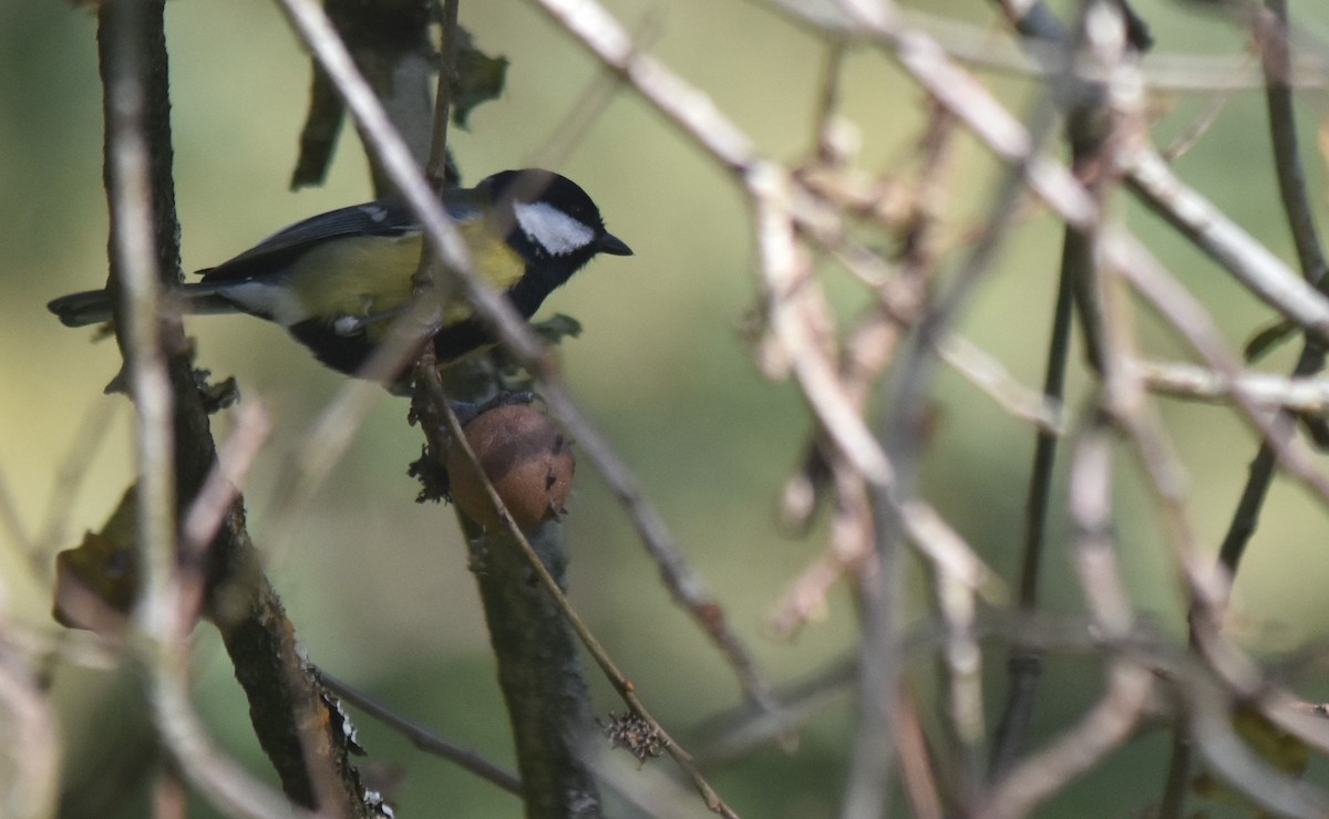 Great Tit - ML646134514