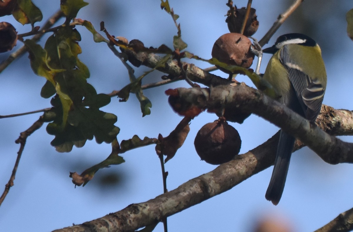 Great Tit - ML646134515