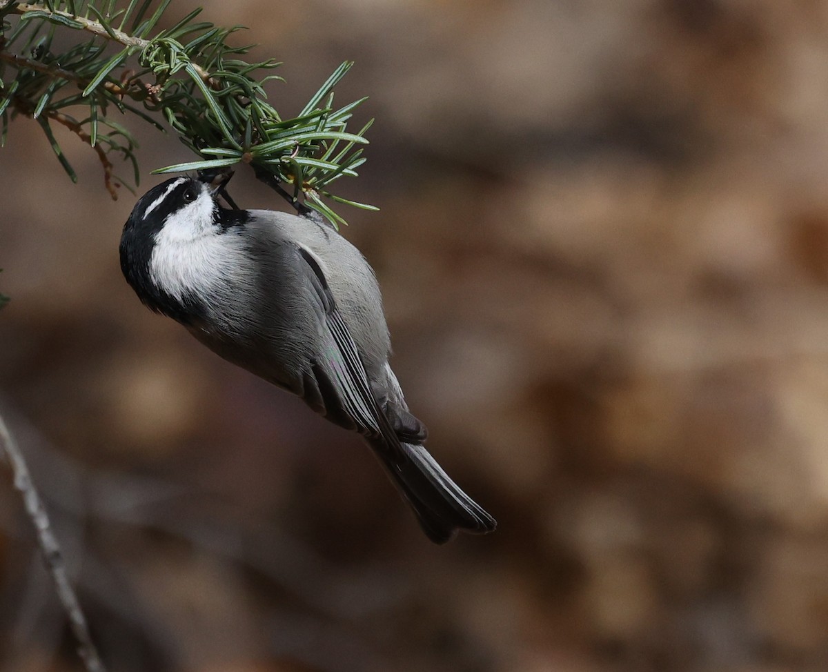 Mountain Chickadee - ML646134522