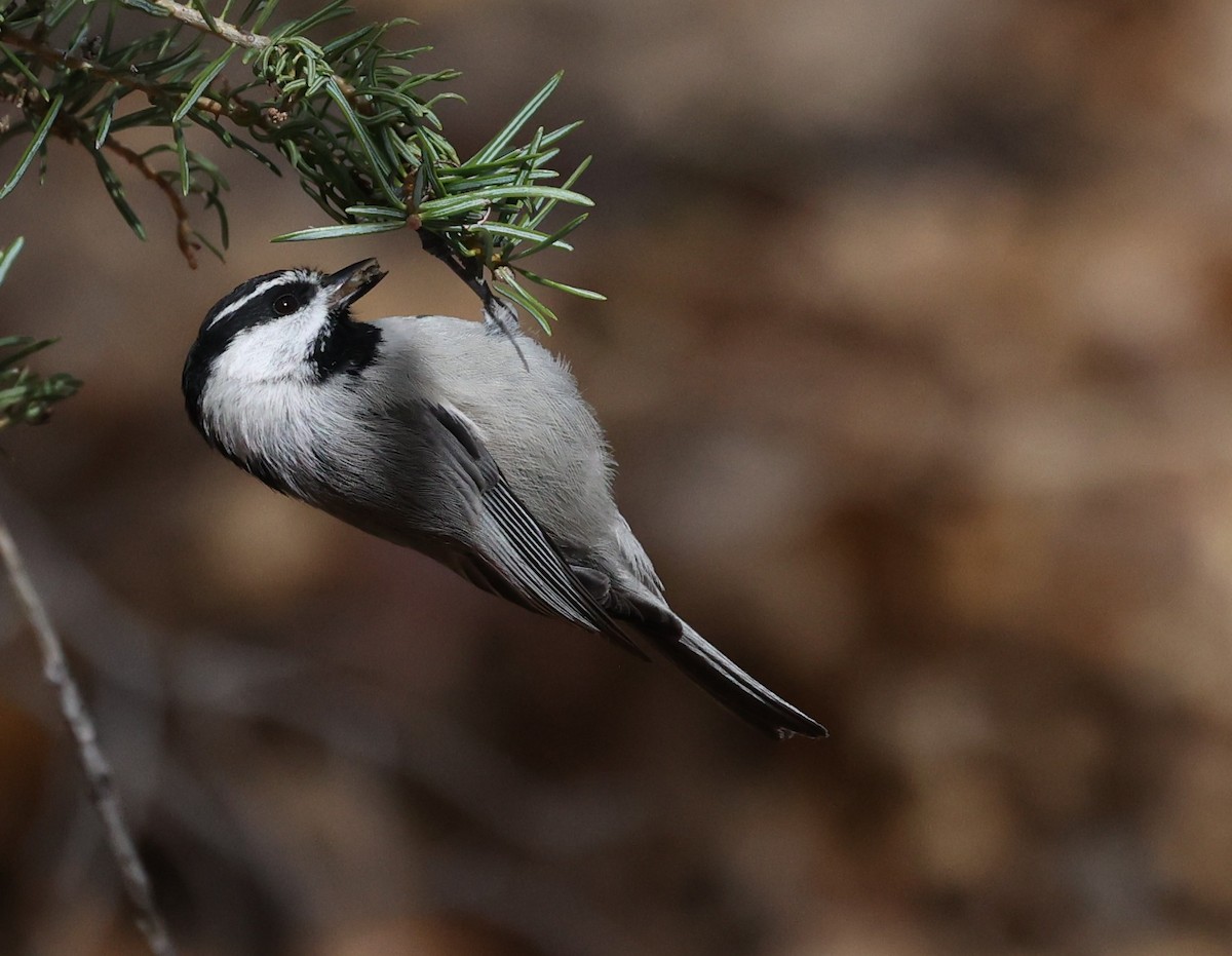 Mountain Chickadee - ML646134523