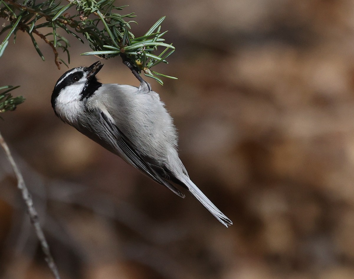 Mountain Chickadee - ML646134524
