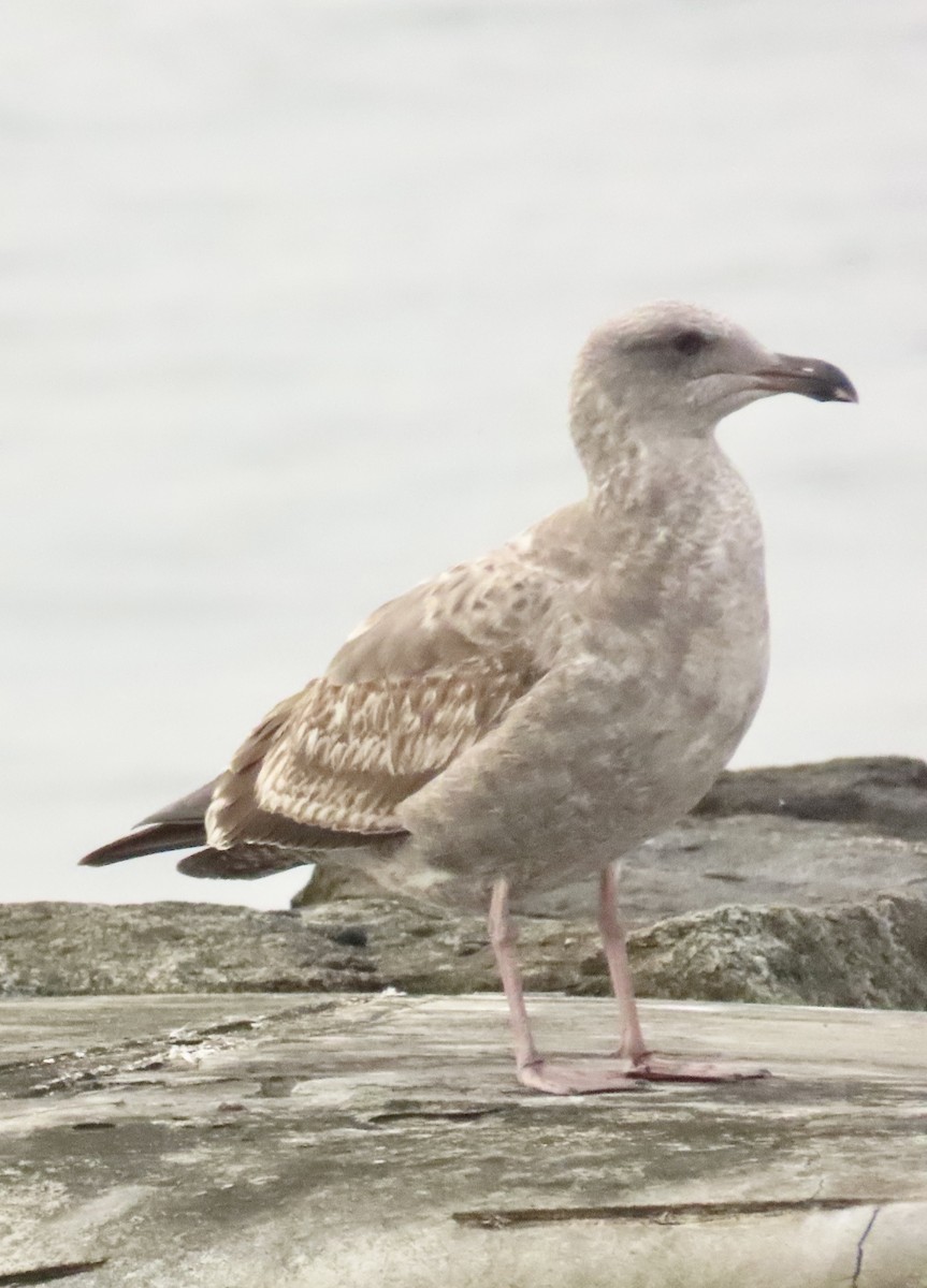 アメリカオオセグロカモメ - ML646134530