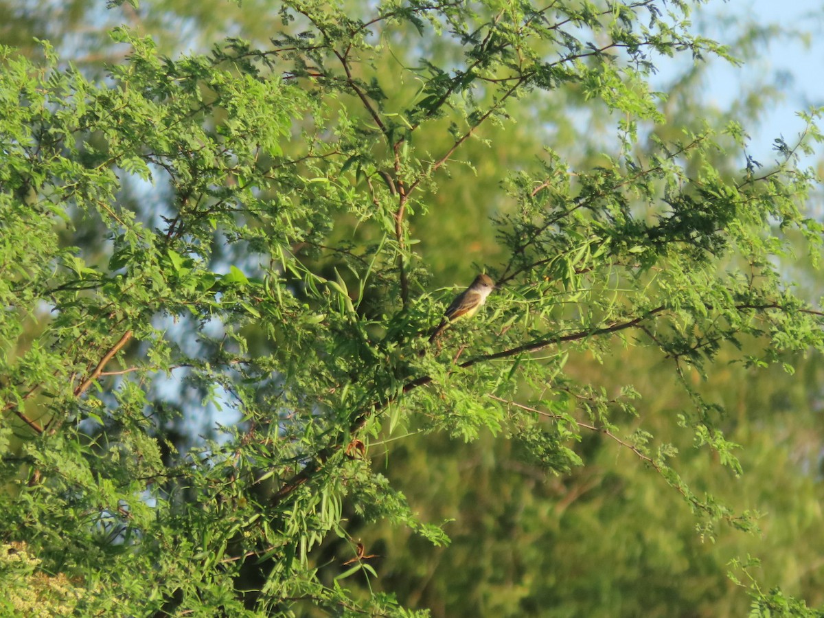Brown-crested Flycatcher - ML646134540