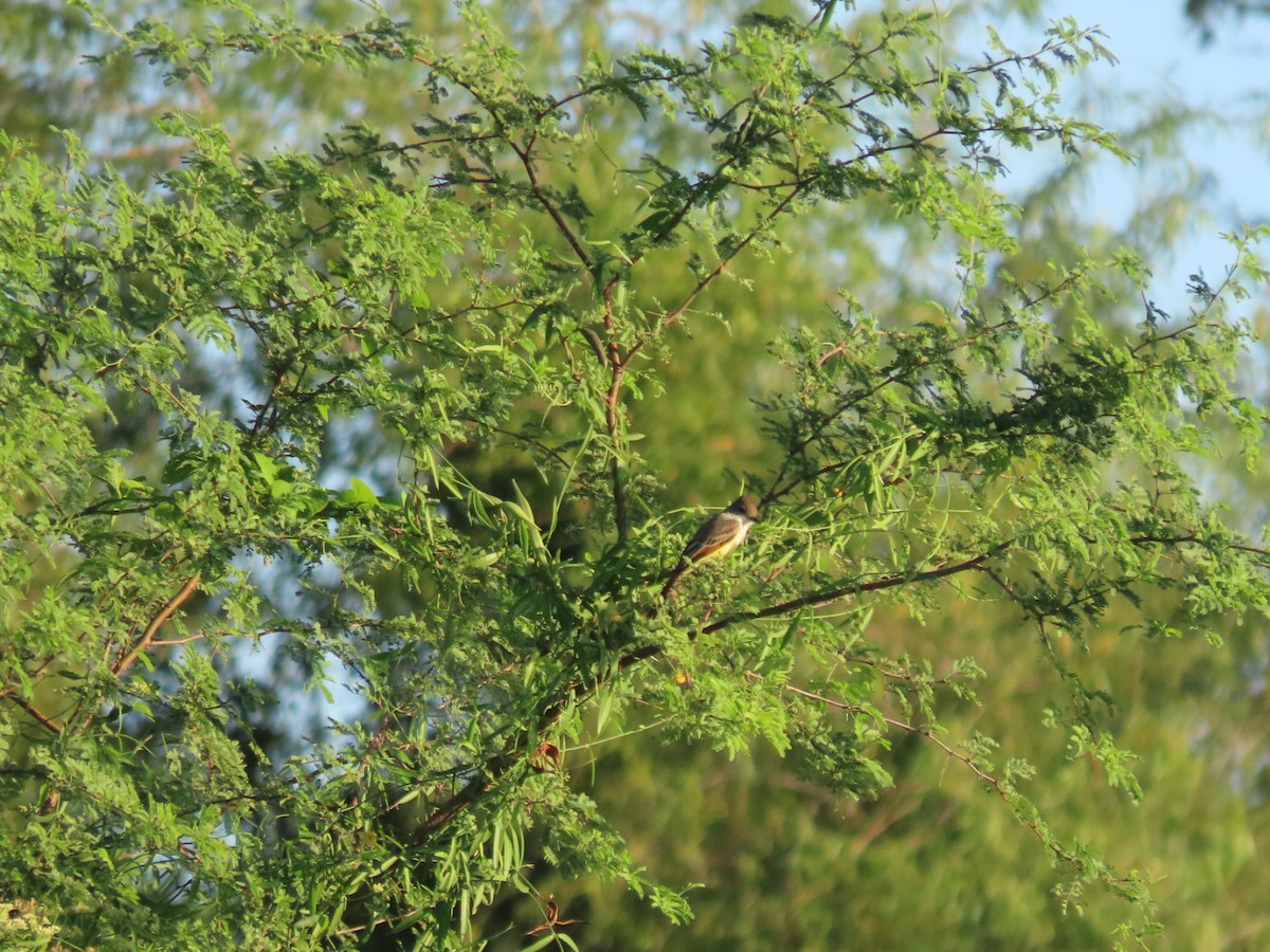 Brown-crested Flycatcher - ML646134541