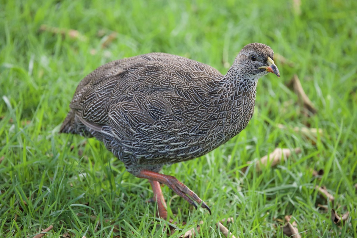 Cape Spurfowl - ML646134543