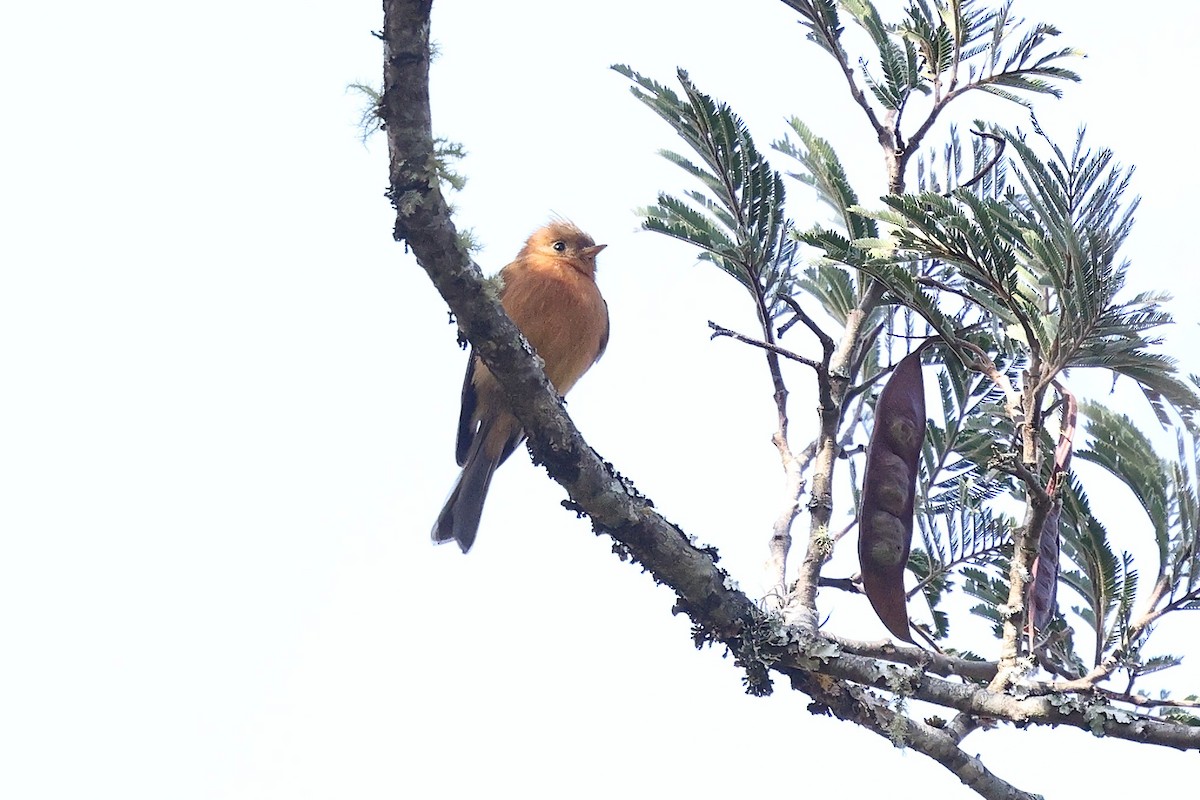 Tufted Flycatcher (Mexican) - ML646134546
