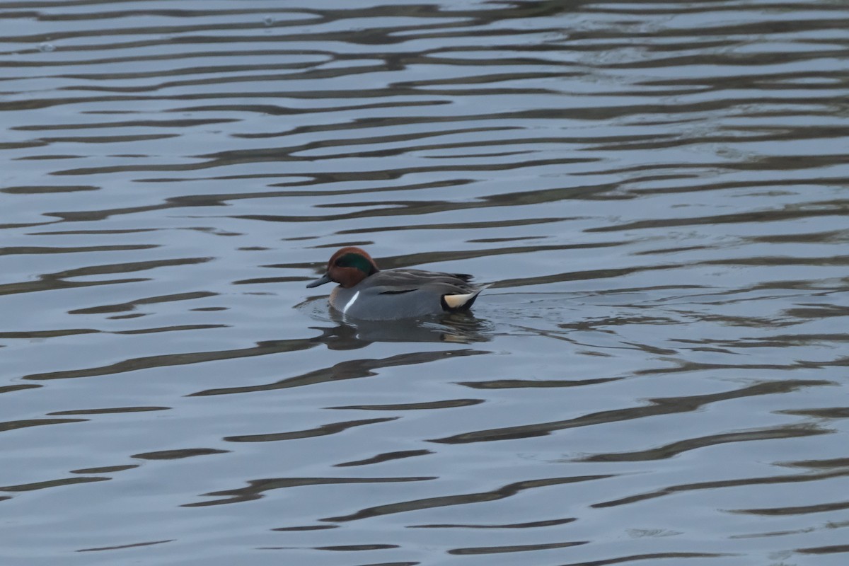 Green-winged Teal - ML646134551