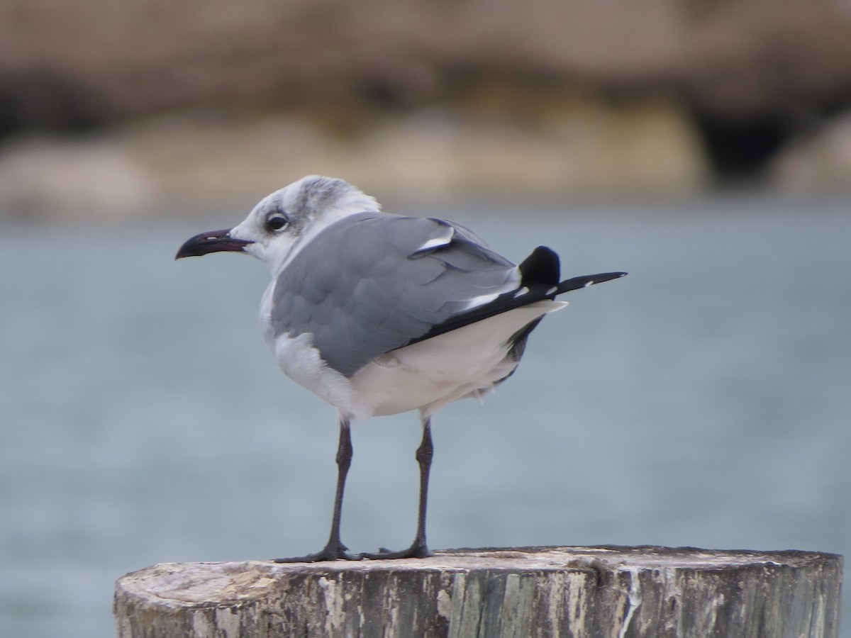Mouette atricille - ML646134559