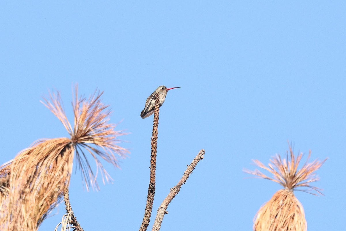 Dusky Hummingbird - ML646134563
