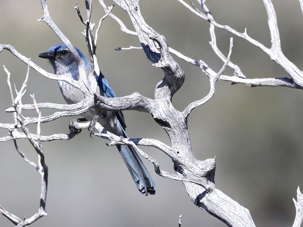 California Scrub-Jay - ML646134567