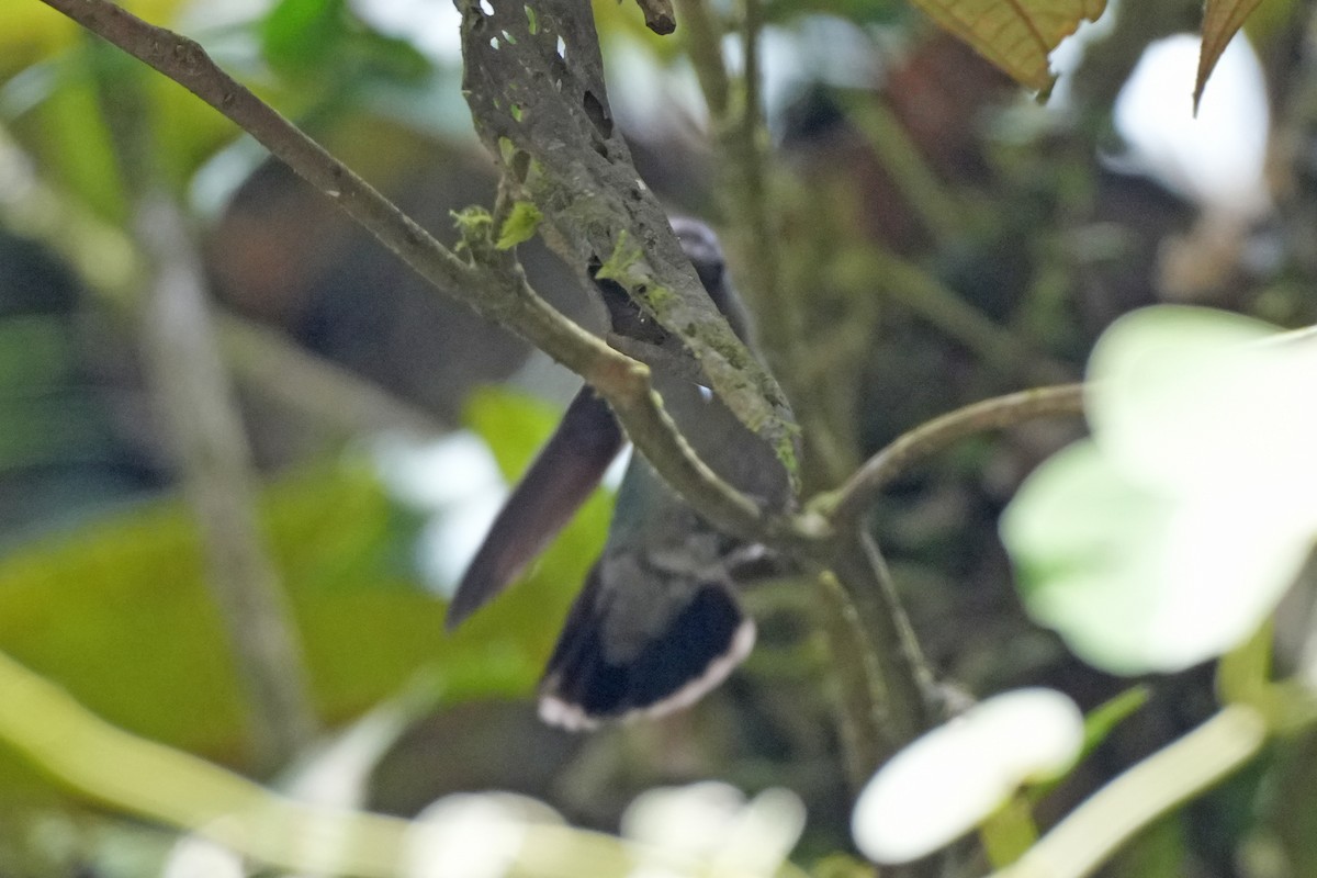Green-fronted Lancebill - ML646134571