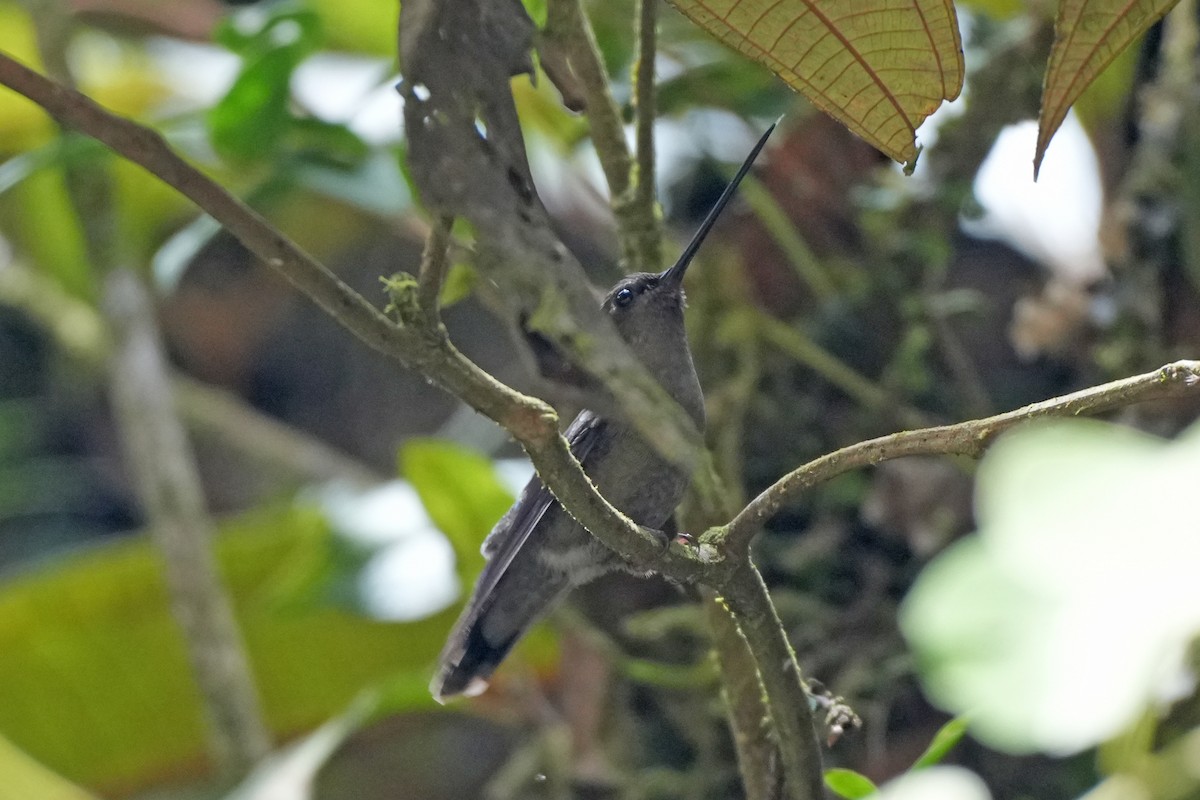 Green-fronted Lancebill - ML646134572