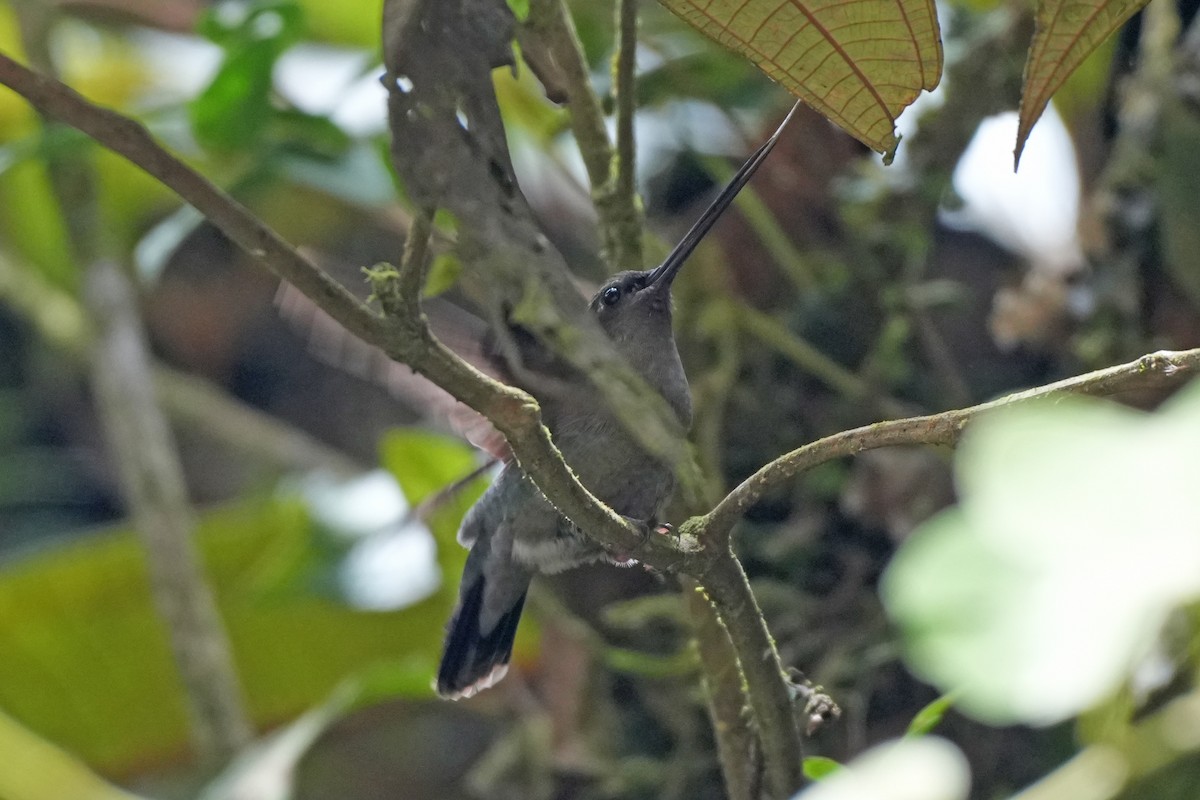 Green-fronted Lancebill - ML646134573