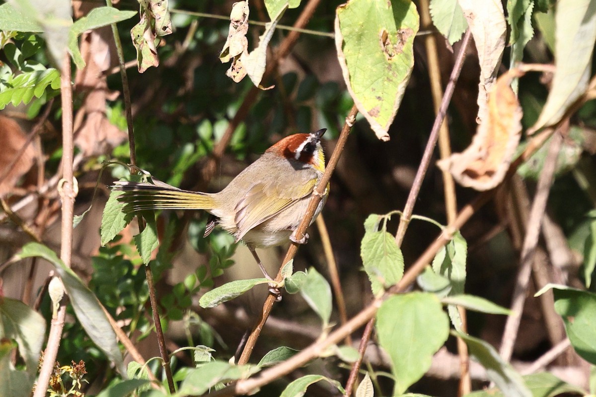 Rufous-capped Warbler (rufifrons Group) - ML646134577