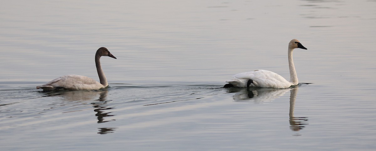 Tundra Swan - ML646134579