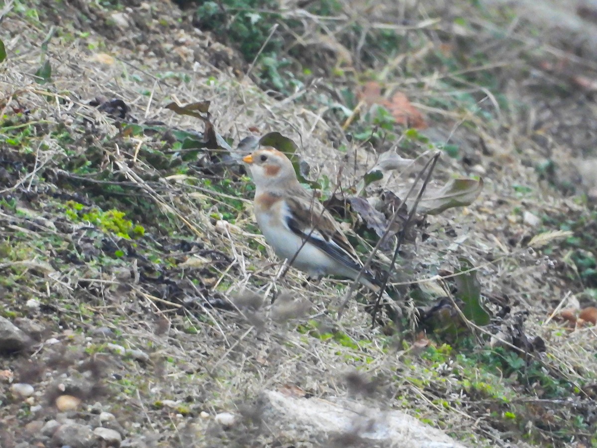 Zigolo delle nevi - ML646134582