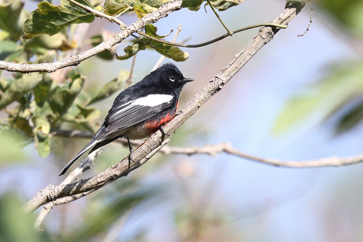 Painted Redstart - ML646134583
