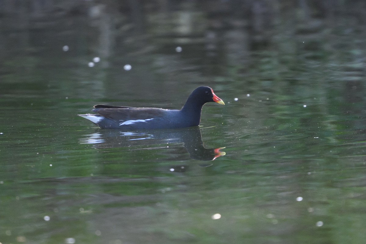 slípka americká - ML646134591