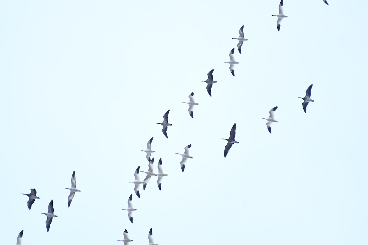 Snow Goose - ML646134605