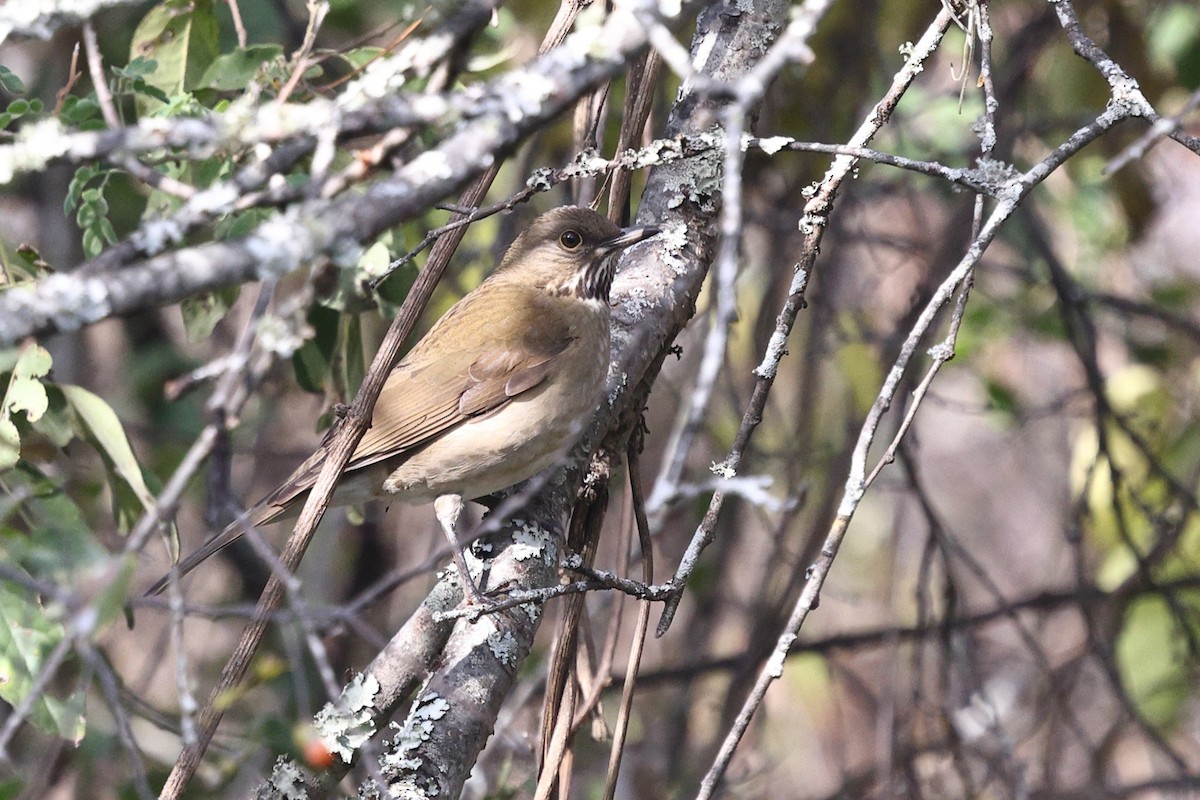 White-throated Thrush - ML646134609
