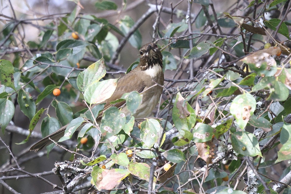 White-throated Thrush - ML646134610