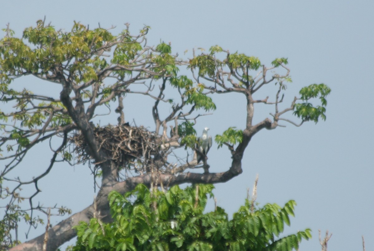 White-bellied Sea-Eagle - ML646134619