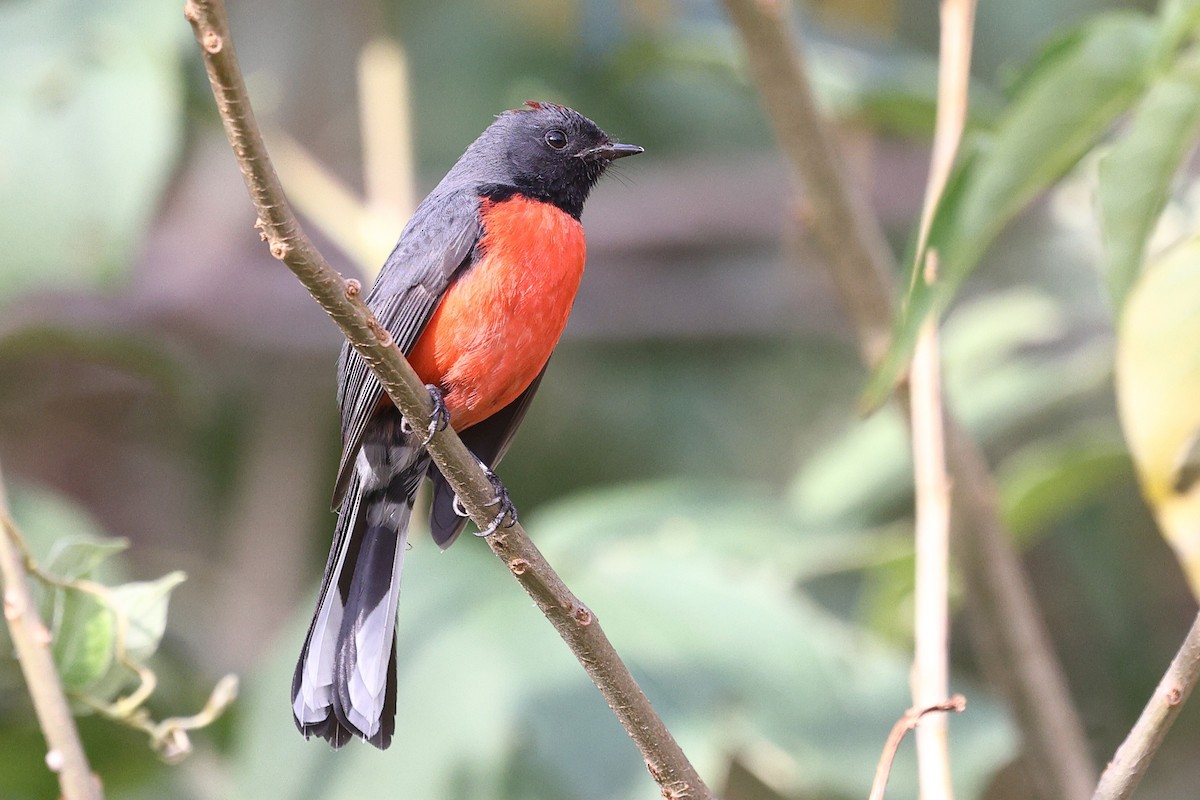 Slate-throated Redstart - ML646134624