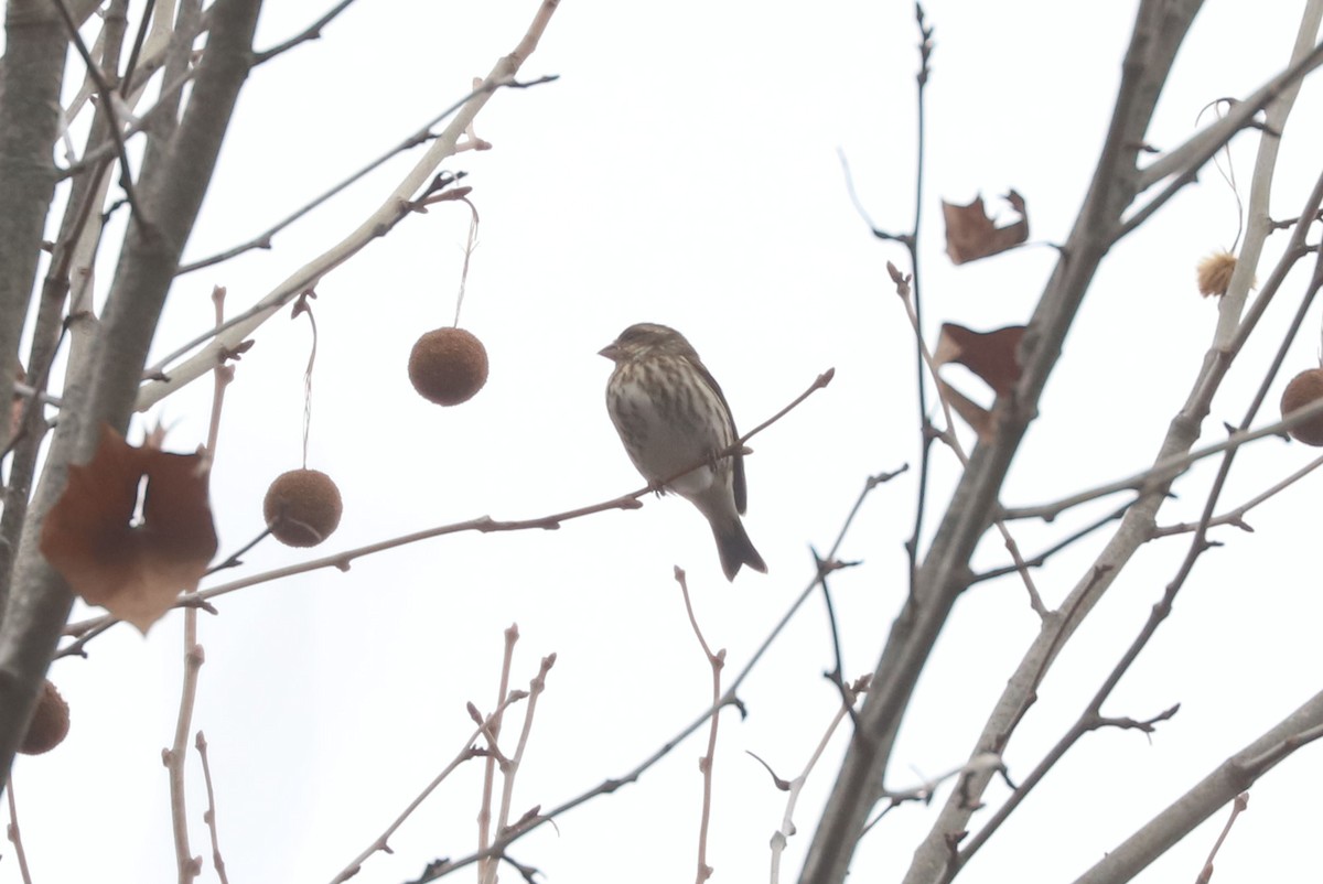 hýl nachový - ML646134635