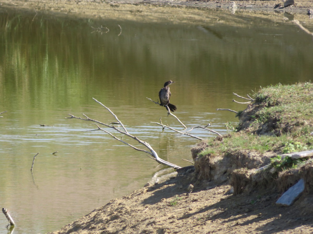 kormorán malý - ML646134636