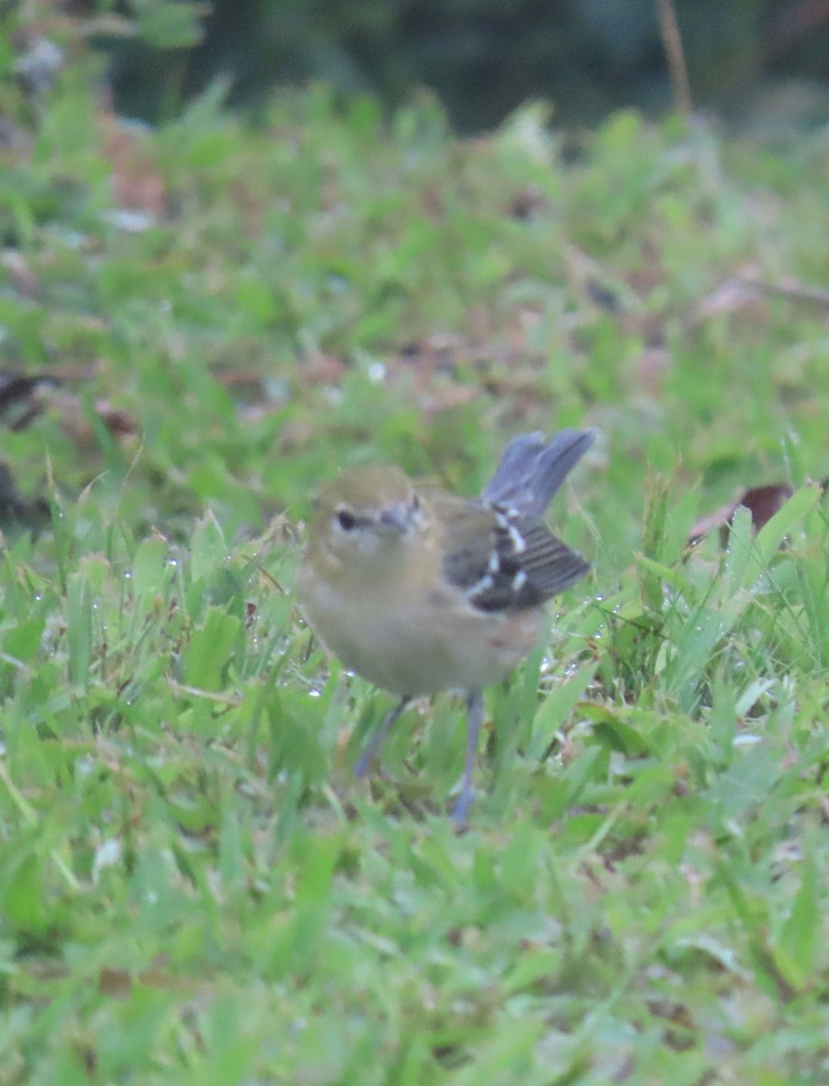 lesňáček kaštanový - ML646134637