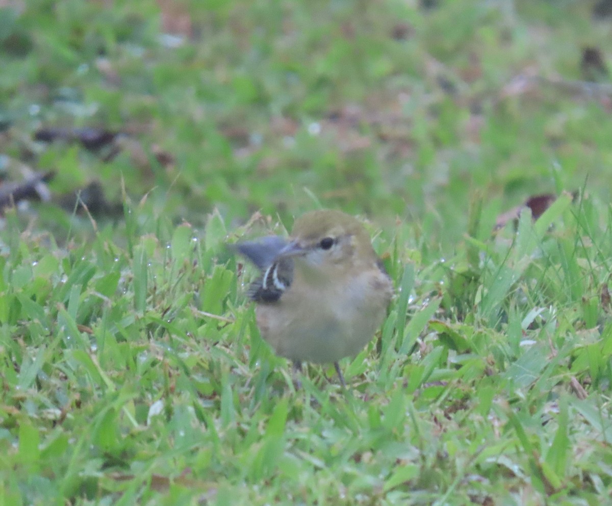 lesňáček kaštanový - ML646134638