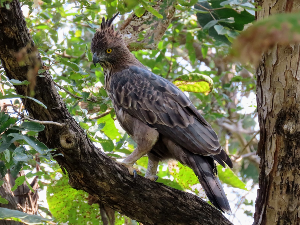 orel proměnlivý - ML646134639