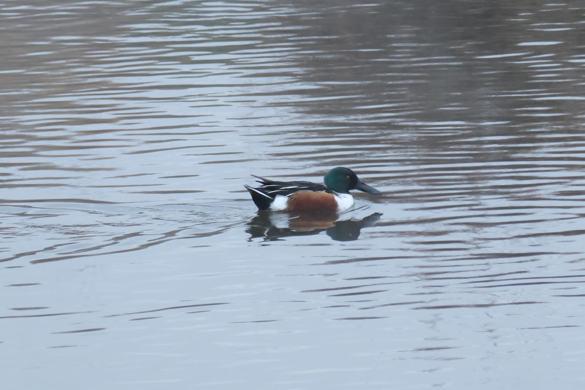 lžičák pestrý - ML646134640