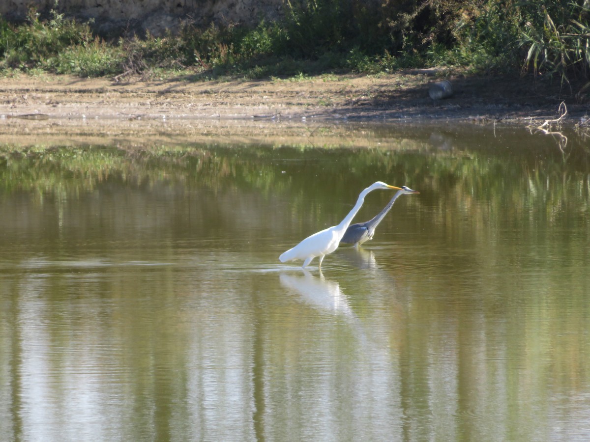 volavka bílá - ML646134641