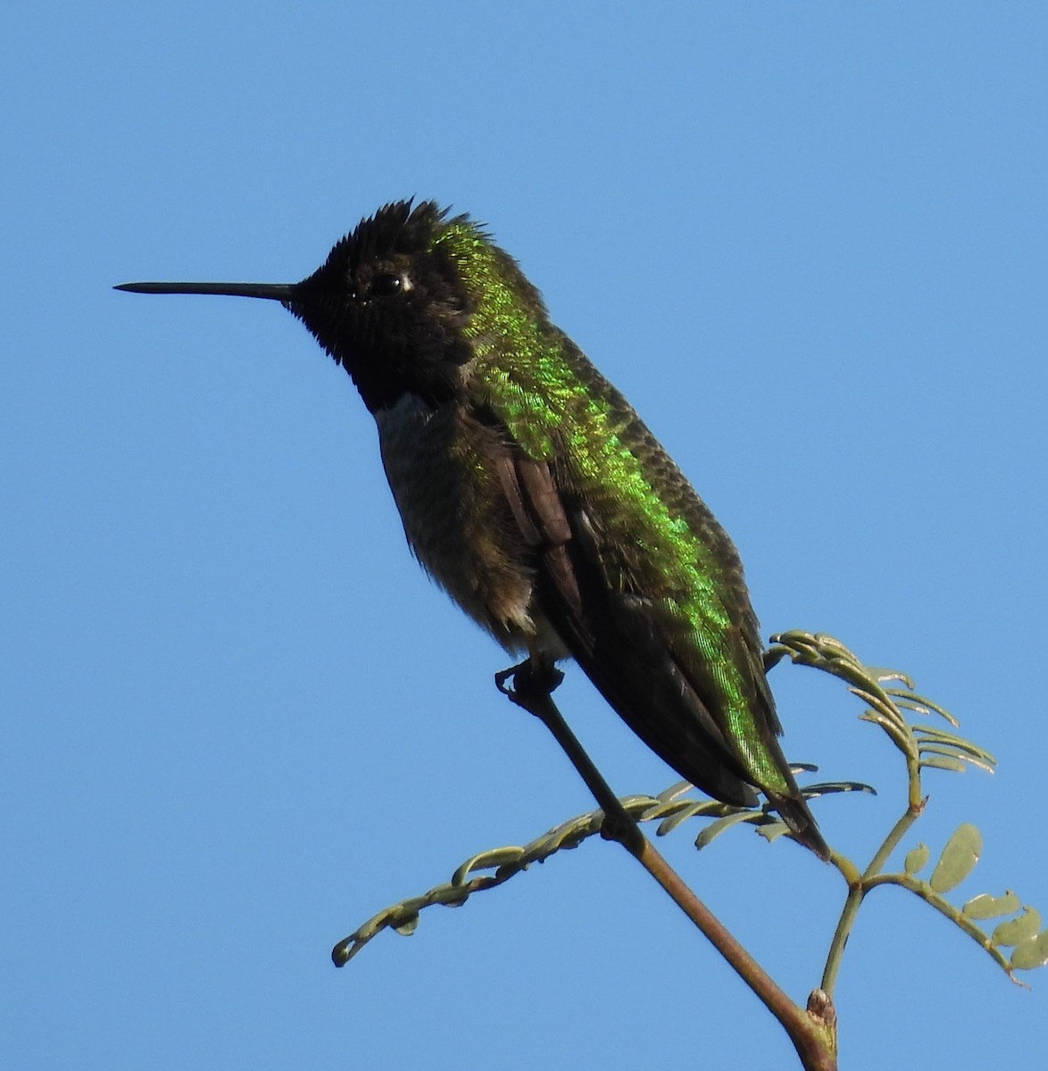 kalypta růžovohlavá - ML646134643