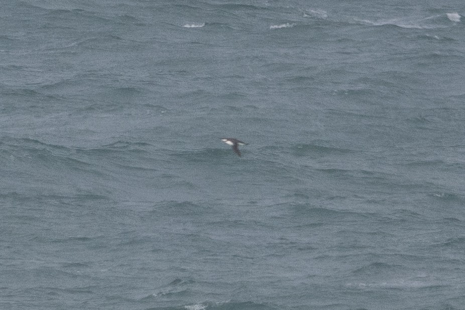 Uria/Alca sp. - ML646134646