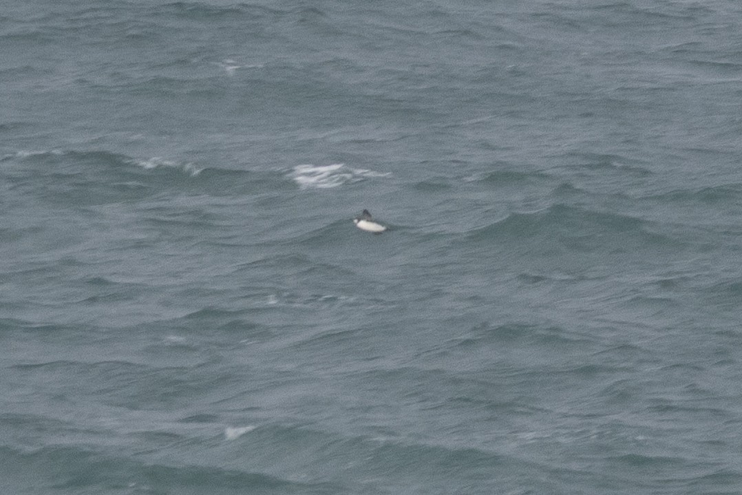 Uria/Alca sp. - ML646134647