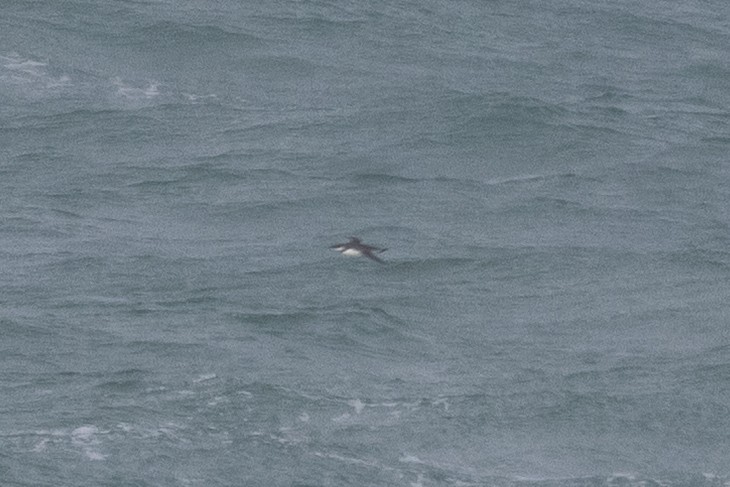 Uria/Alca sp. - ML646134648