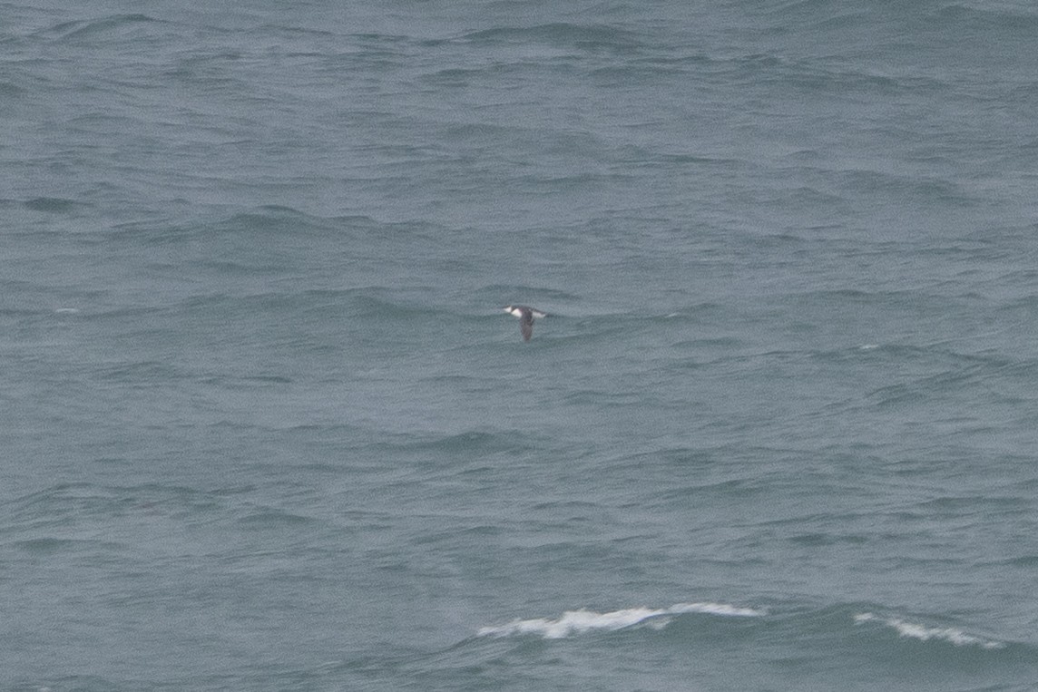 Uria/Alca sp. - ML646134649