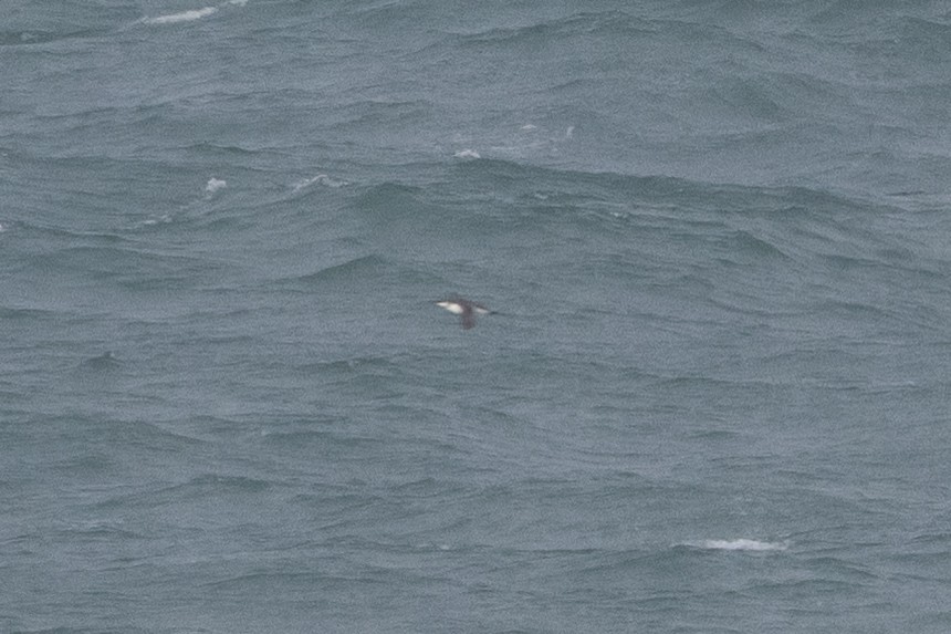 Uria/Alca sp. - ML646134650