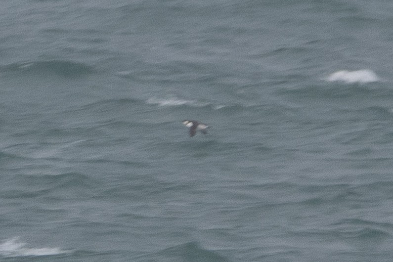 Uria/Alca sp. - ML646134651