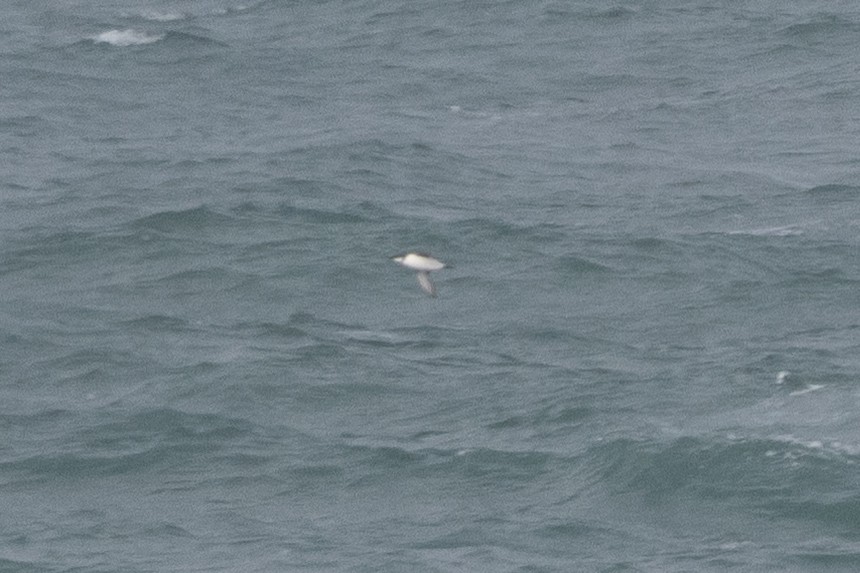 Uria/Alca sp. - ML646134652